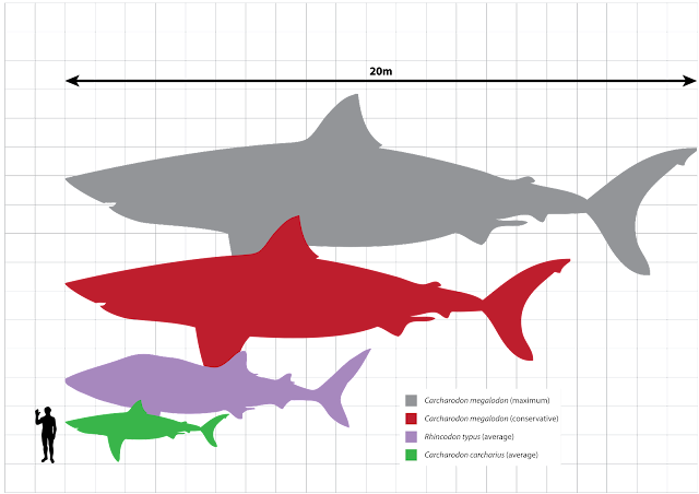 Сравнение размера акул с ростом человека