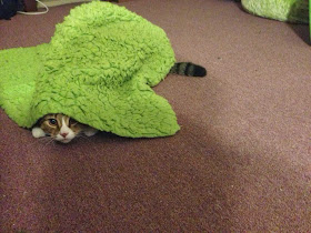 Funny cats - part 85 (40 pics + 10 gifs), cat hides under a towel