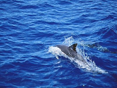 foto de delfines nadando