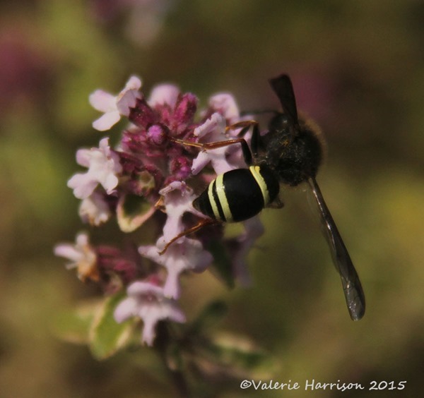 Ancistrocerus scoticus-1