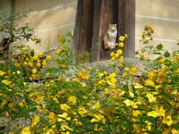 ニャンコも特等席でヤマブキの花見だった！