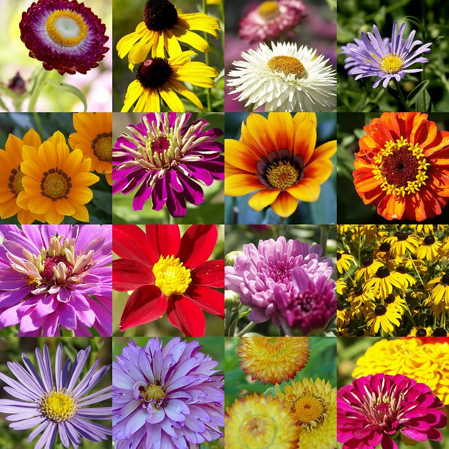 Serenity in the Garden: Summer Flowers - Enter Laughing