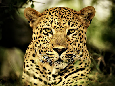 Leopard Photo