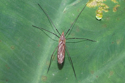 crane fly, mosquito hawk, Tipulidae