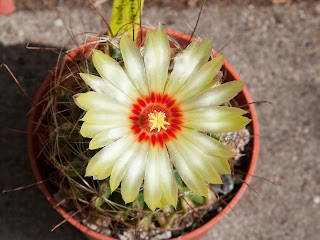 Ferocactus setispinus