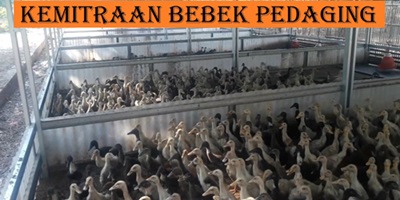 Kemitraan Bebek Pedaging