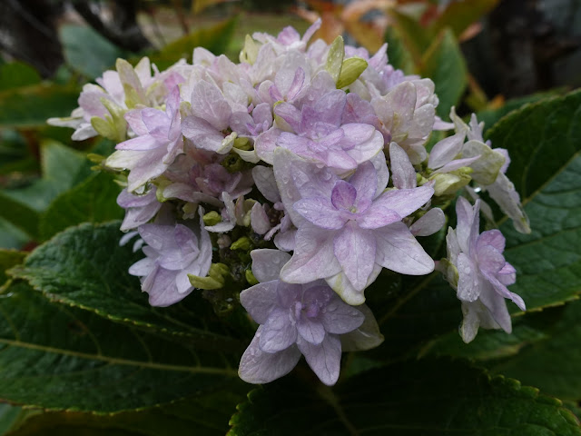 鳥取県米子市淀江町本宮 農道 アジサイ（紫陽花）