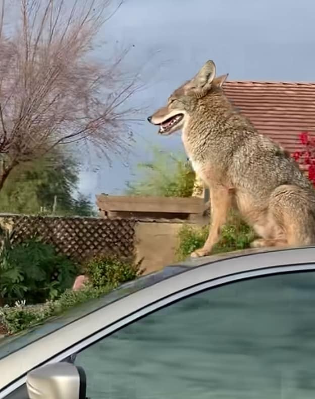 A Coyote sitting on a car in Arizona