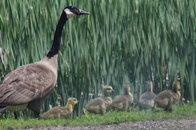 Canada goose and goslings, June 2014