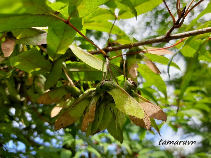 Клён маньчжурский (Acer mandshuricum)