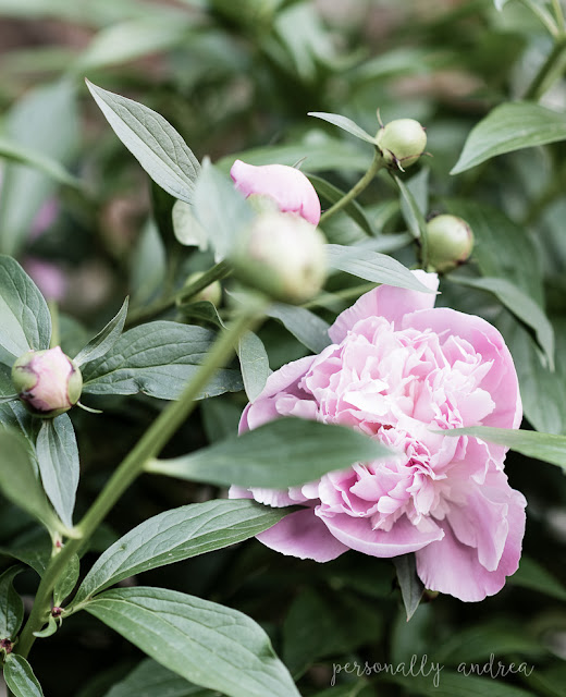 How to love your suburban backyard.  My tips for making the most of your space and living in it throughout the summer. Take time to appreciate what you have, like these peony blooms.