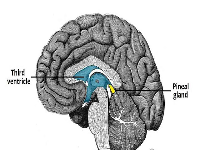 पिनियल ग्रंथि की स्थिति और निकलने वाले हार्मोन के कार्य |Pineal gland Hormones in Hindi