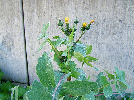 Eating Weeds: Sow Thistle