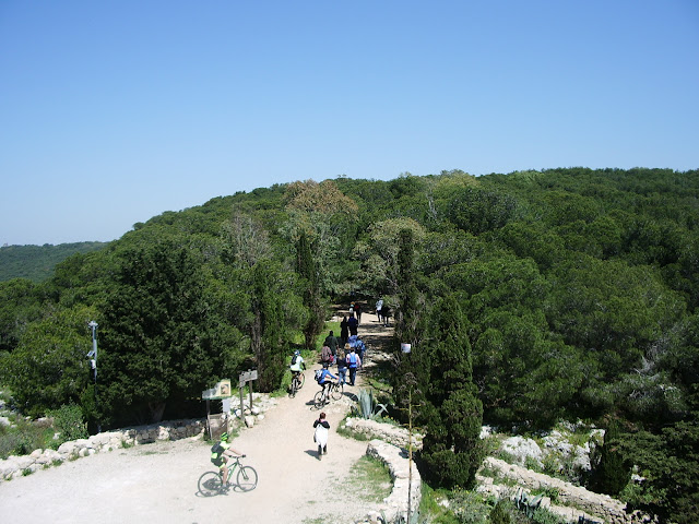 La fitta pineta di Porto Selvaggio