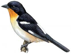 White-rumped Tanager