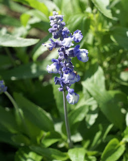 Sauge farineuse - Salvia farinacea