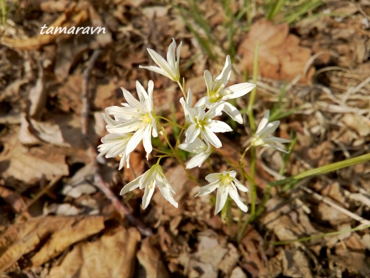 Ллойдия трёхцветковая (Lloydia triflora, =Ornithogalum triflorum, =Gagea triflora)