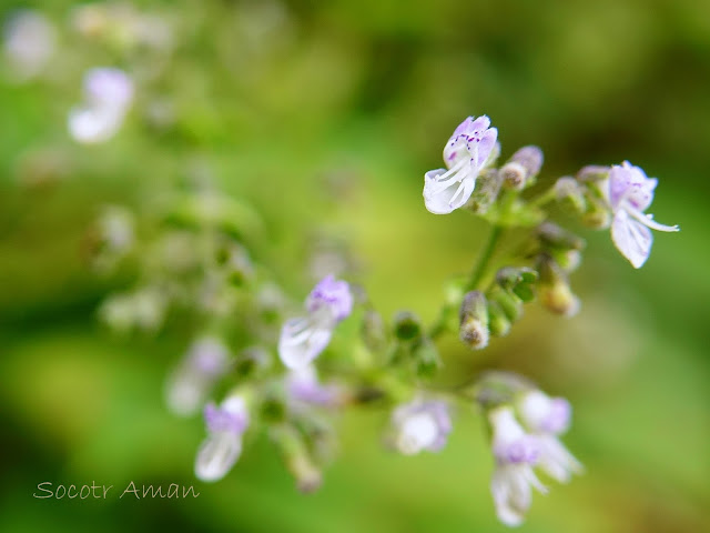 Isodon japonicus