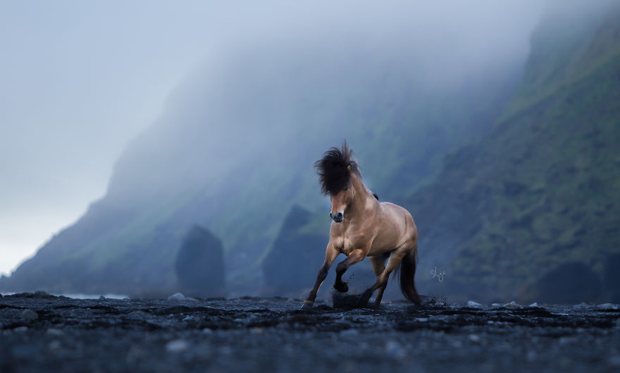 horse photography