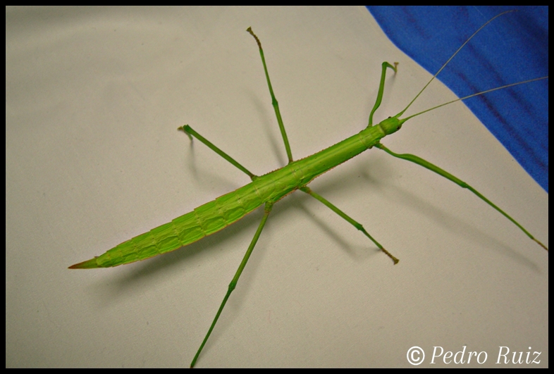 Hembra adulta de Paramenexenus laetus, 9 cm de longitud