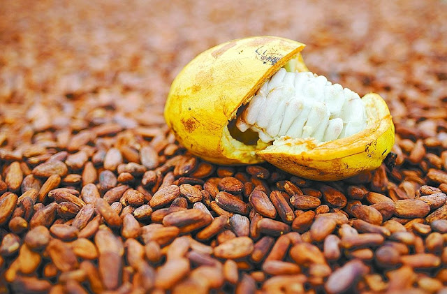 O cacau foi a única produção de fruta que diminuiu. Mesmo assim, a Bahia segue na liderança nacional (Foto: Arquivo Correio)