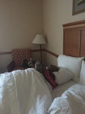 Coco the Couture Cat in bed at the Hampton Inn, Cornish Rex