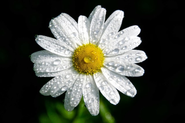 Wet Daisy Daisy in the rain.