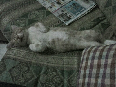 Olive sedang tidur pulas.