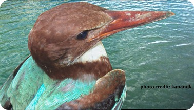 kingfisher3