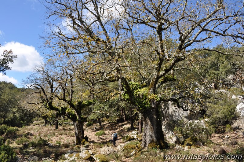 El Colmenar - Jimena de la Frontera