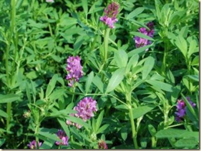 alfalfa_ext_-300x225