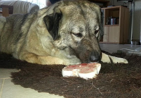 Hund kaut Kalbsknochen