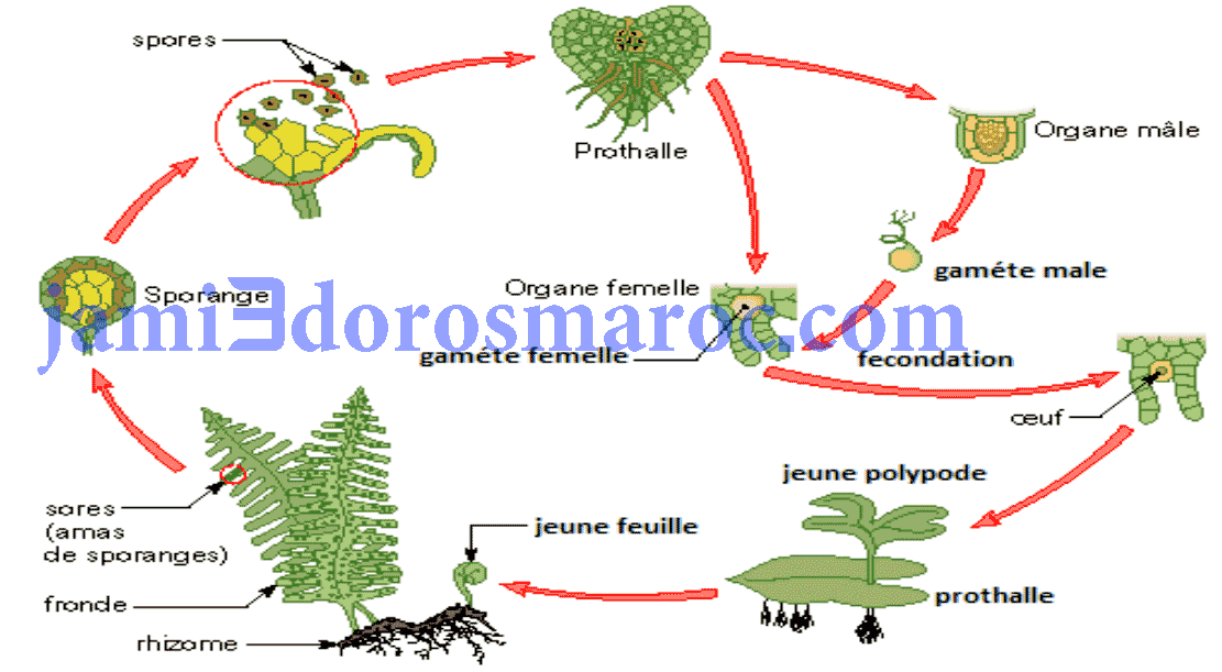 Le cycle de développement chez les plantes sans fleurs