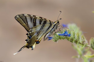 mariposa-podalirio-iphiclides-podalirius-