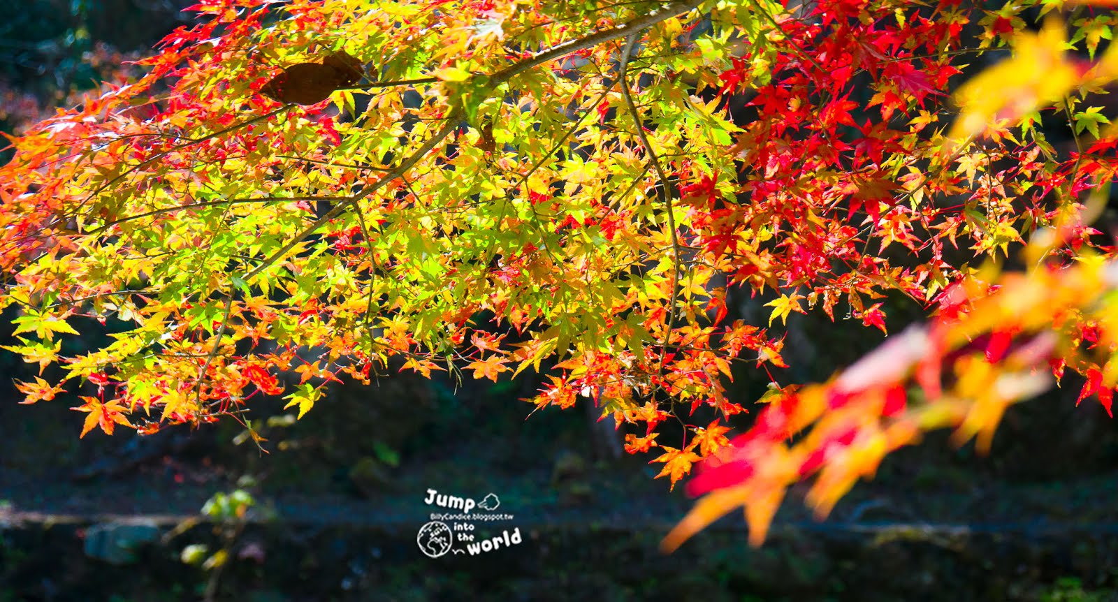 九州 大分 深耶馬溪 紅葉隧道 一目八景 Jump Into The World