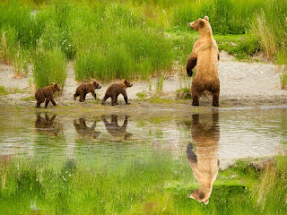 Brown Bear Wallpaper