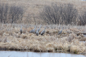 sandhill cranes in Carlos Avery WMA marsh