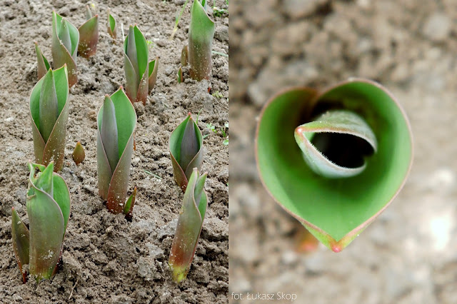 tulipany wiosną pięknie pachną