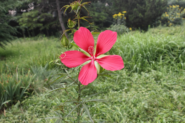 Scarlet Rosemallow Flowers Pictures