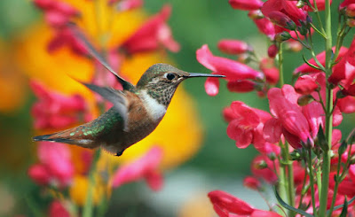 hummingbird searching food on flowers