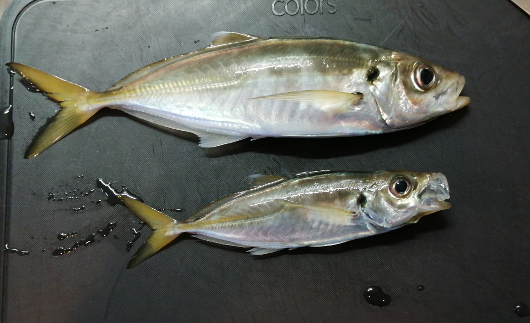 釣った魚を冷凍 刺身で安全に食べる アジ サバ イワシ 釣り小魚の冷凍解凍手順 リーぱぱのブログ