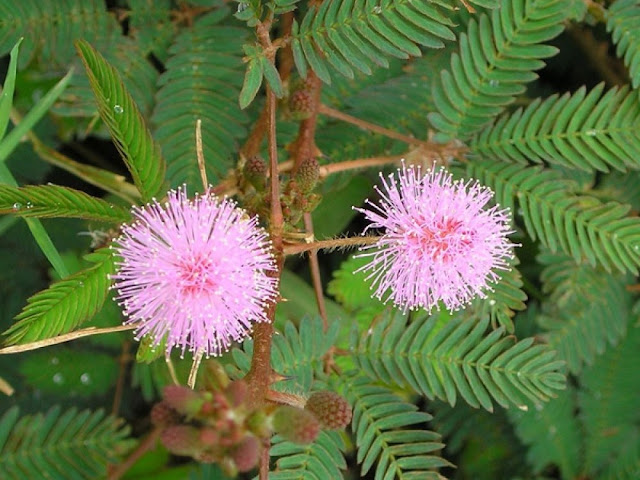 Mimosa pudica