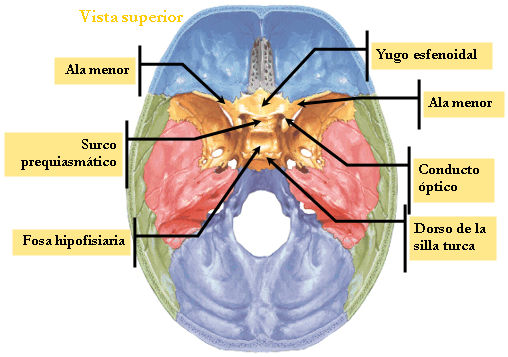 sphenoid top view