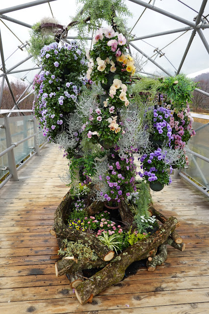 鳥取県西伯郡南部町鶴田 とっとり花回廊 パンジービオラ展