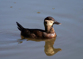 Pato zambullidor grande Oxyura jamaicensis