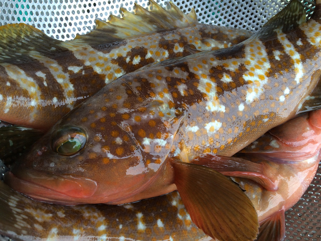 鮨と魚料理の保広ブログ 瀬戸のアコウは夏番長