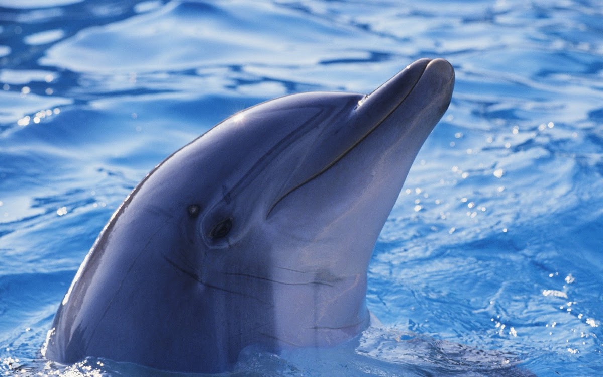 Dolphin in Water