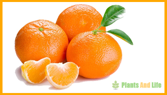 all about Mandarin all about Mandarin