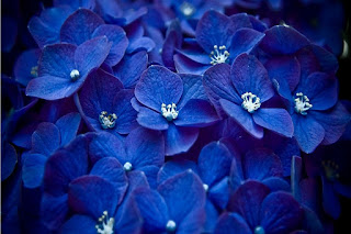 arbusto-de-florecillas-azules