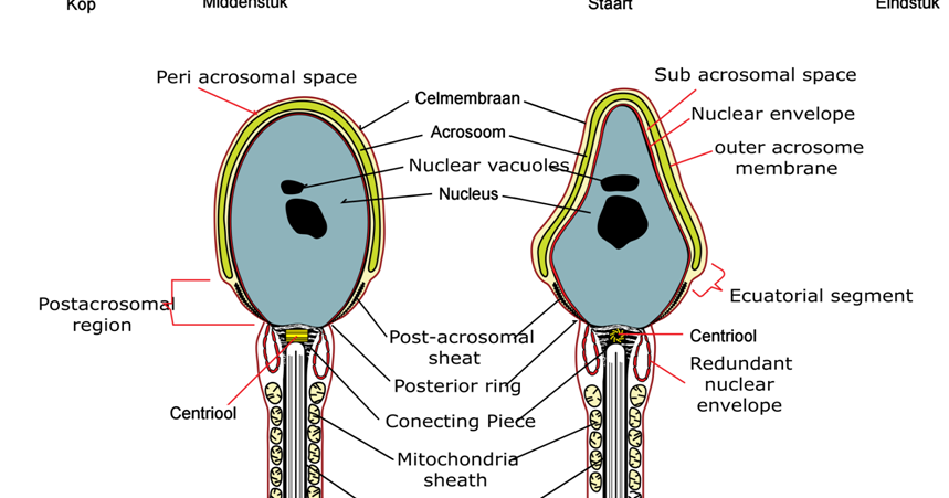 Mengapa Bagian Kepala Sperma Berbentuk Meruncing Dibagian 